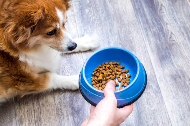 Switching Bowls – How to change dog food