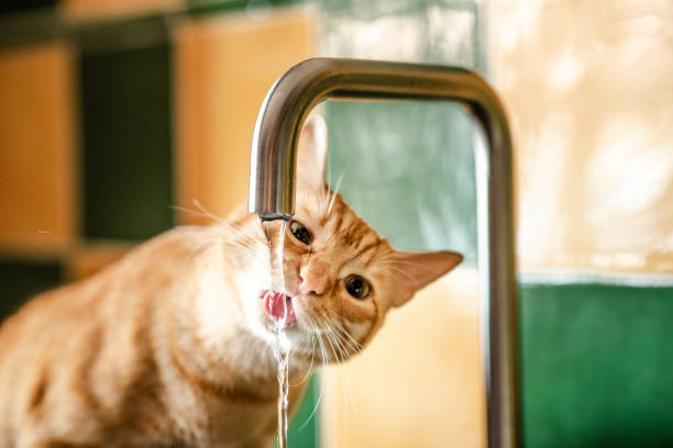 Do Cats Like Water