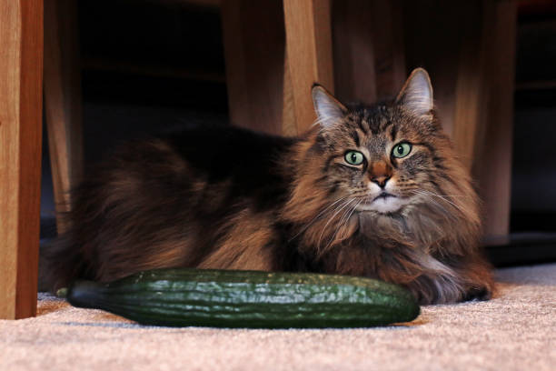 Cat Behavior: Why Do Cats Fear Cucumbers