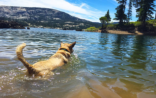 Denver’s Dog Days of Summer: Where to take your dog swimming