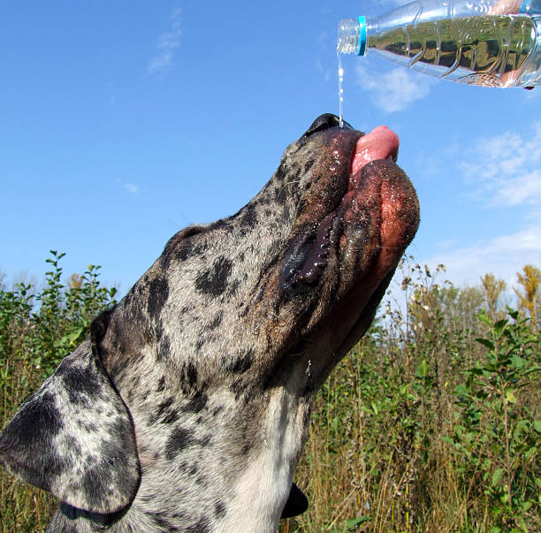 Great Dane Basic Training Tips and Methods