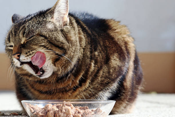 Tips To Keep Your Pet Cat Happy And Healthy