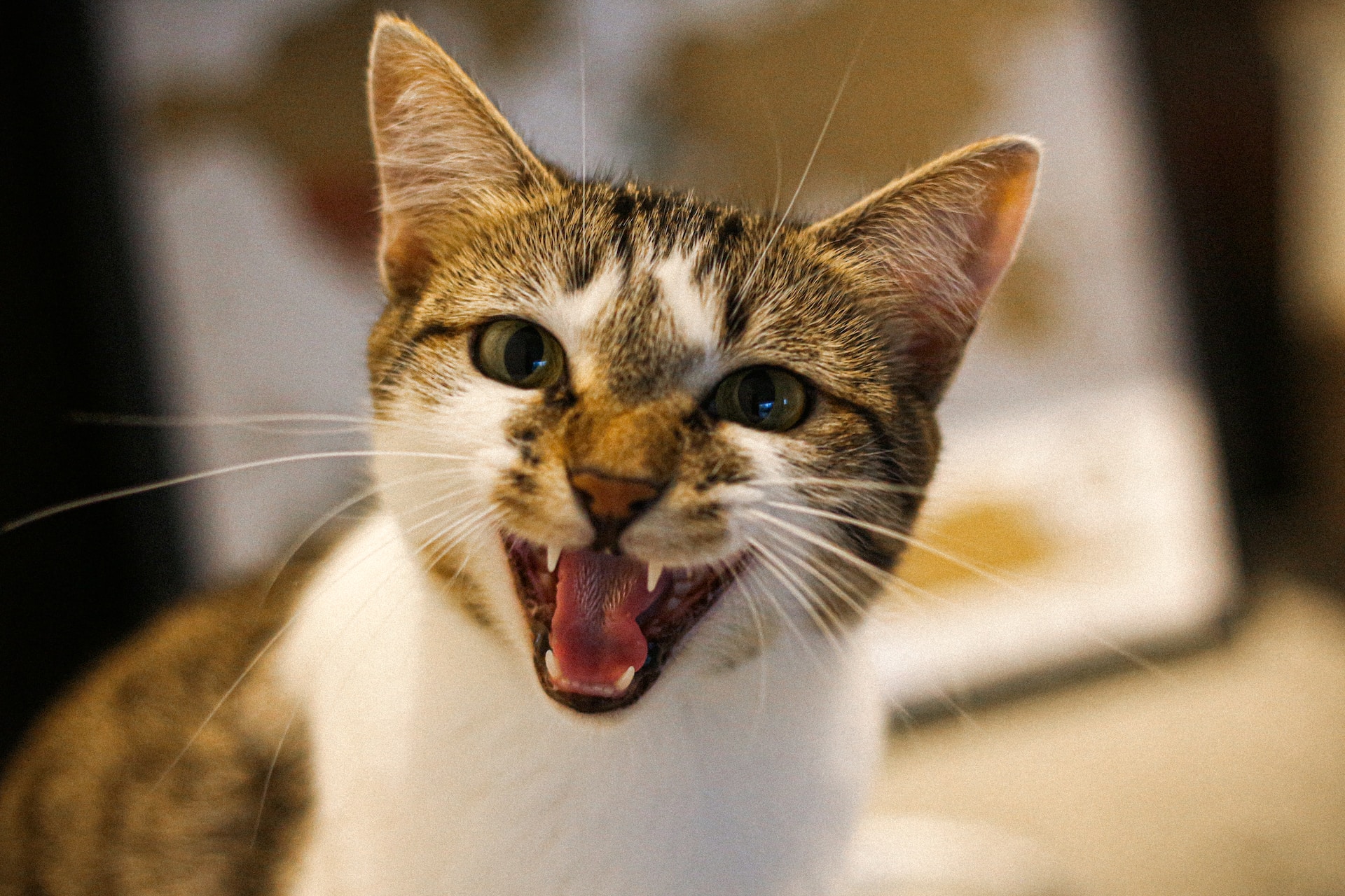 Through The Years, Dental Problems Cat Encounters