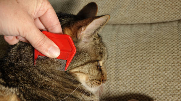 Understanding Red Flags of Your Cat’s Behavior