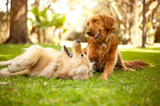 Simple Ways to Make Your Dog Happy